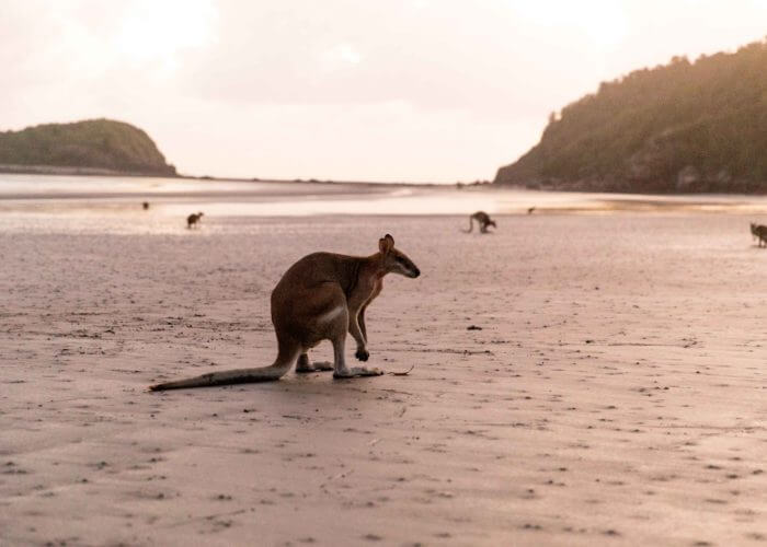 kangaroo on a beach in australia