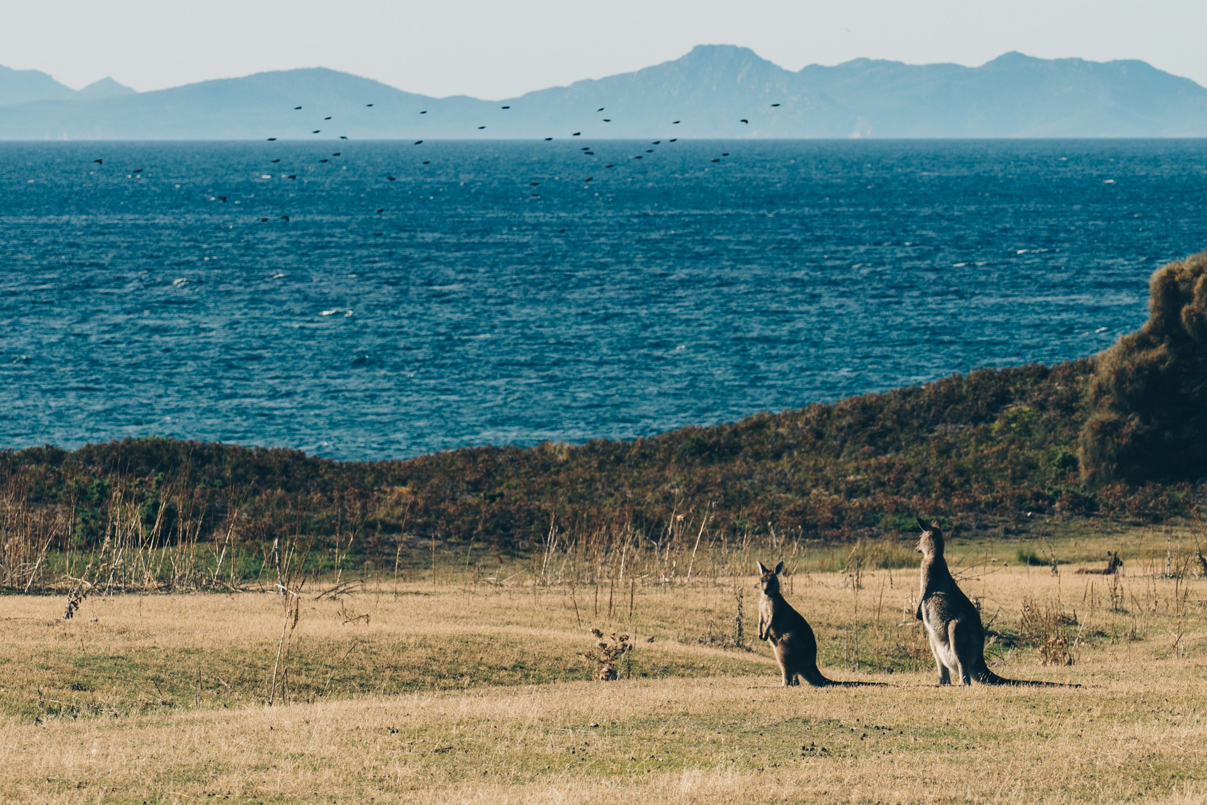 Two kangaroos by the coast on Maria Island