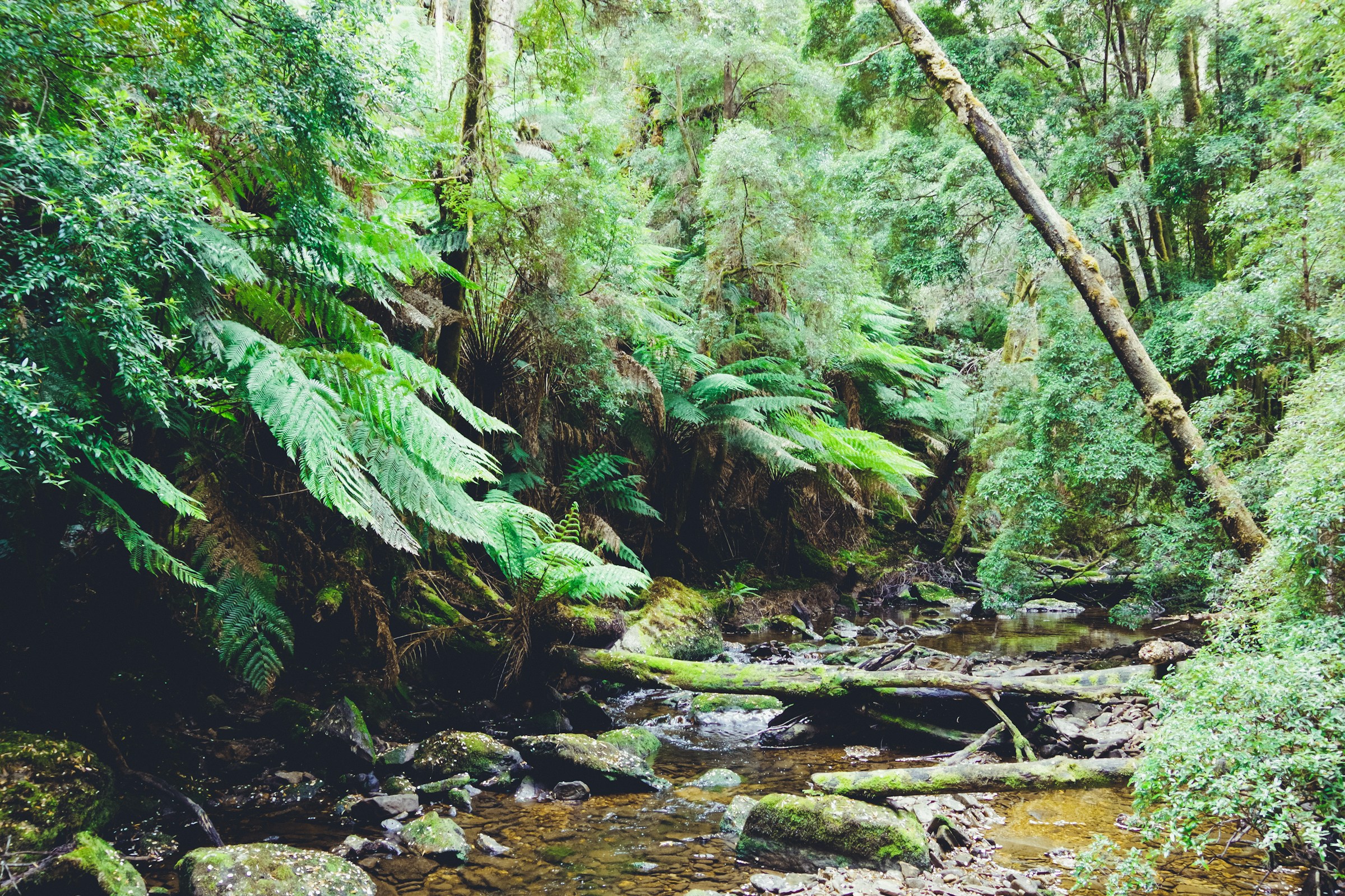 Forest on Nelson Falls Nature Trail in West Coast, Tasmania