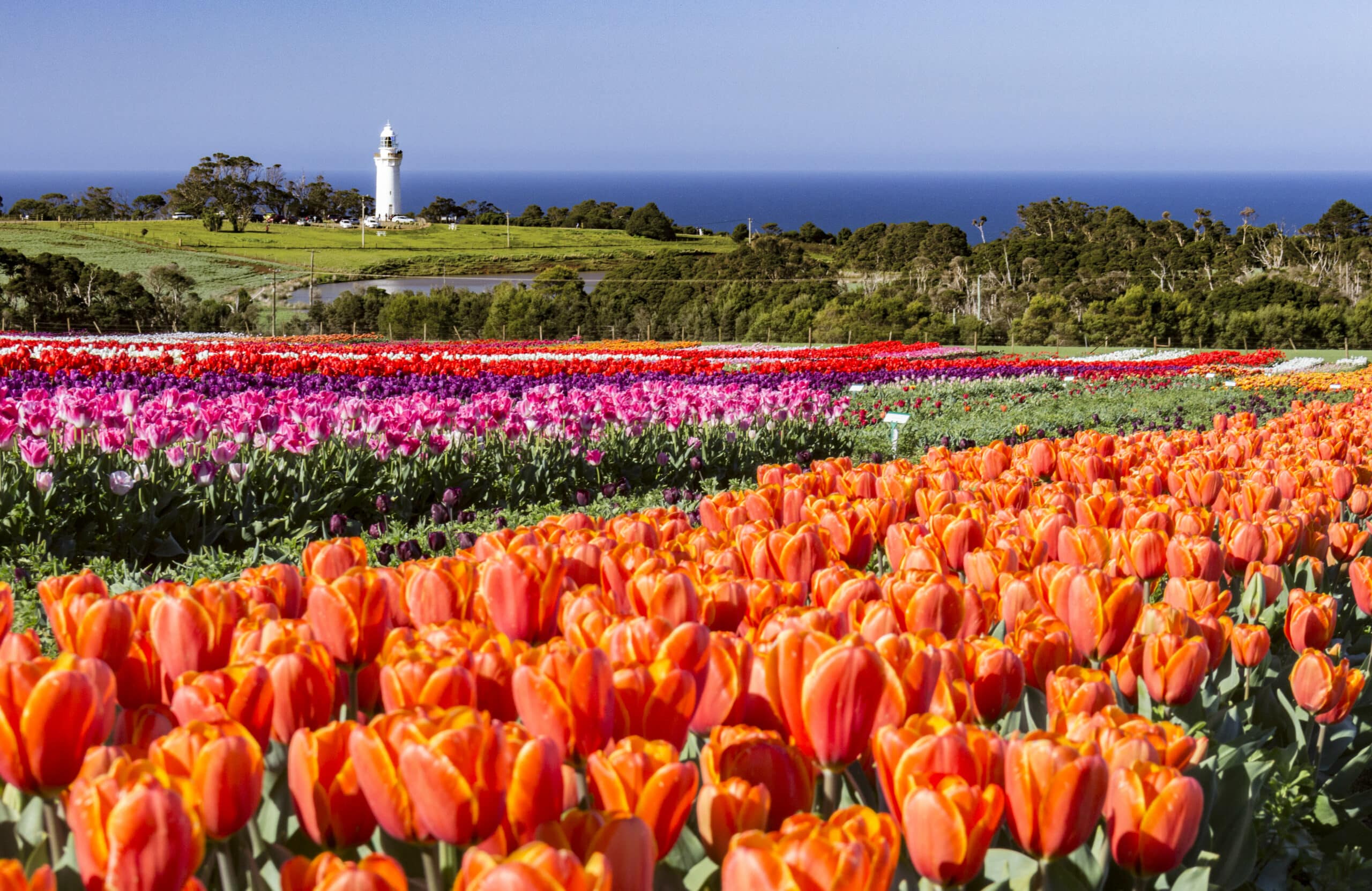 Tulips and distant lighthouse at the Wynyard Tulip Festival