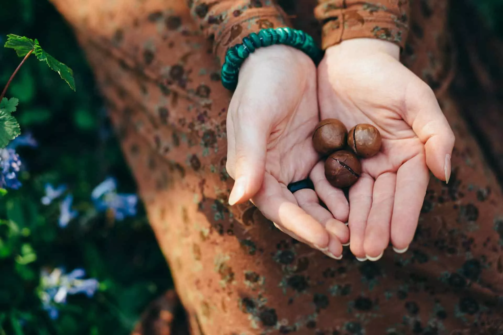 Macadamia nuts in a woman's hands