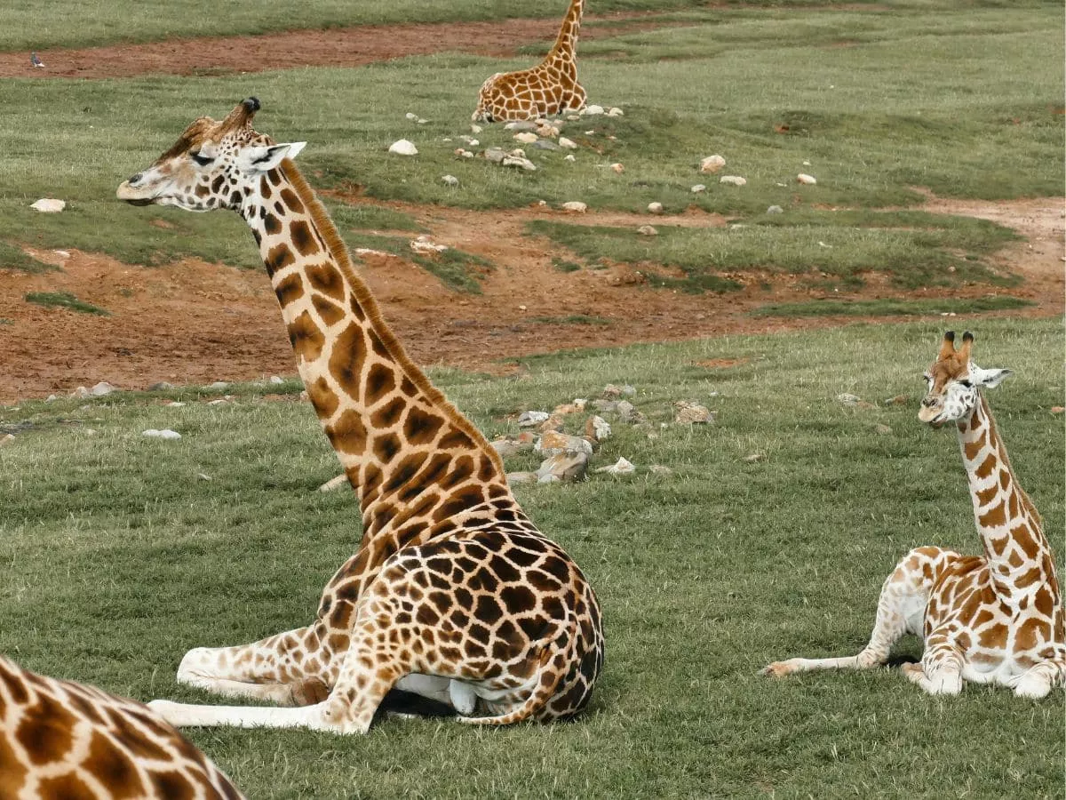Giraffes at Mogo Wildlife Park.