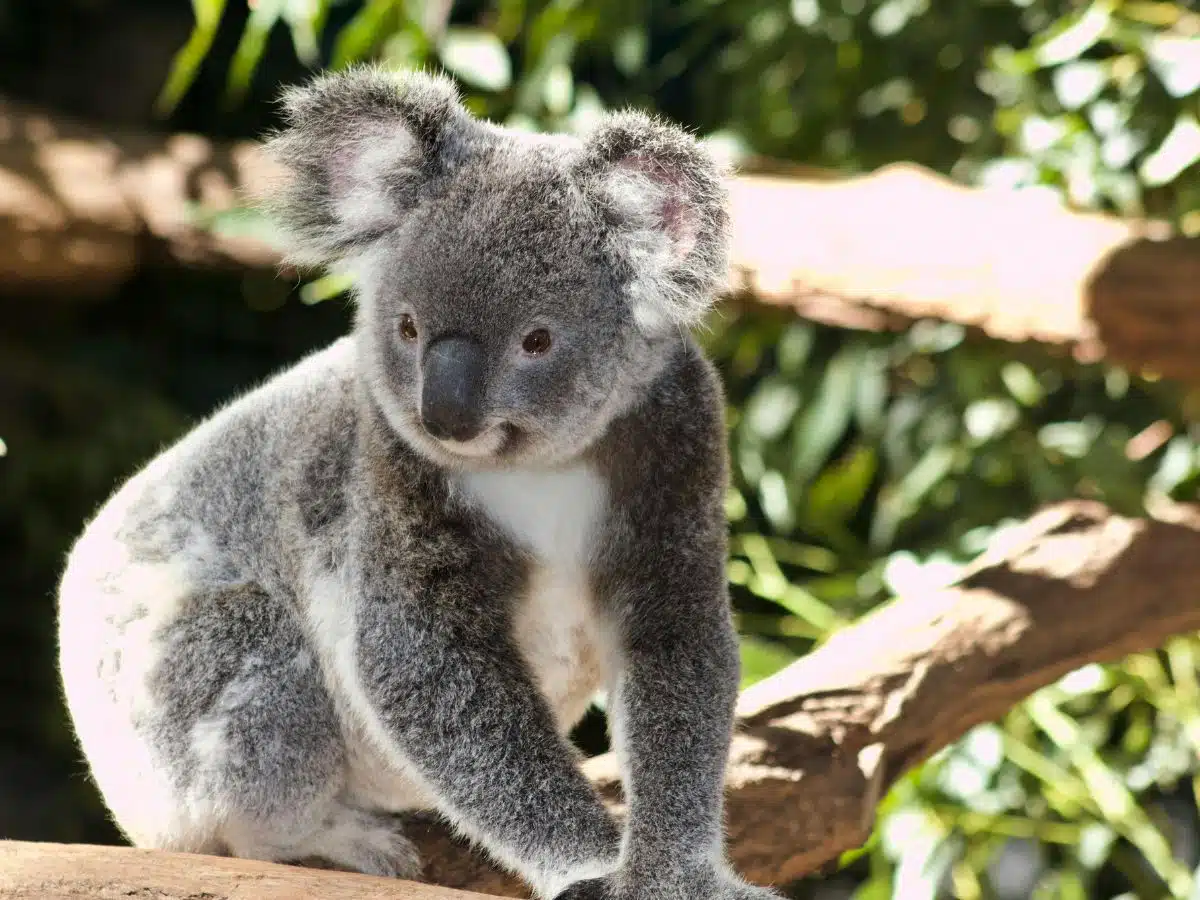 A koala standing on a tree branch looking left.
