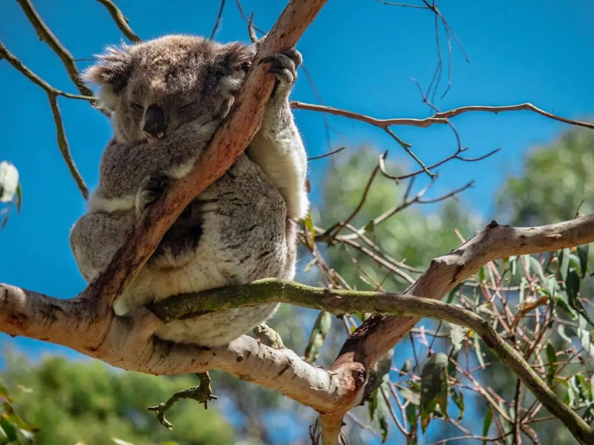 A koala napping on a tree branch.