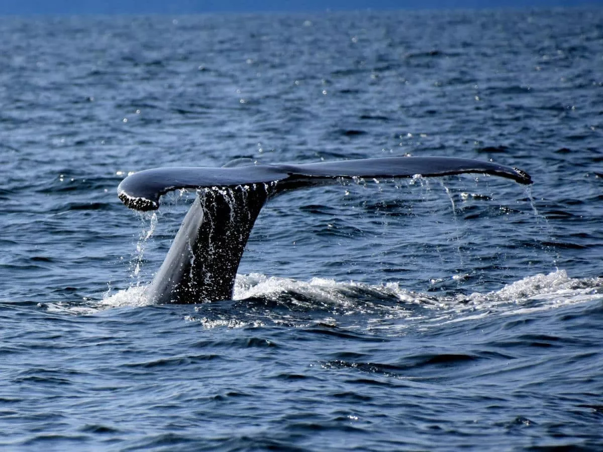A whale's tail breaking the surface.