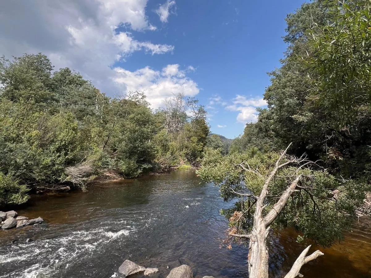 Peaceful forest river scene