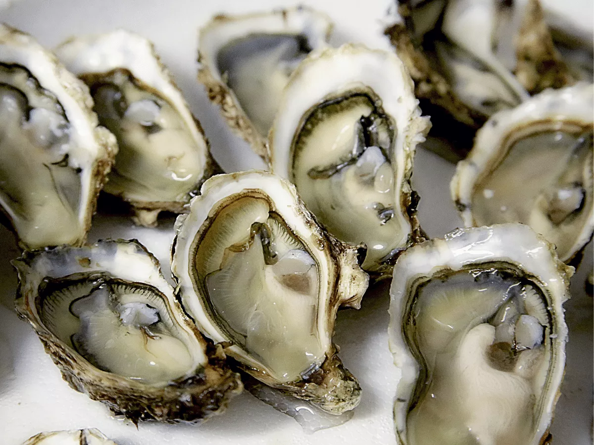 Fresh Oysters Cracked Open