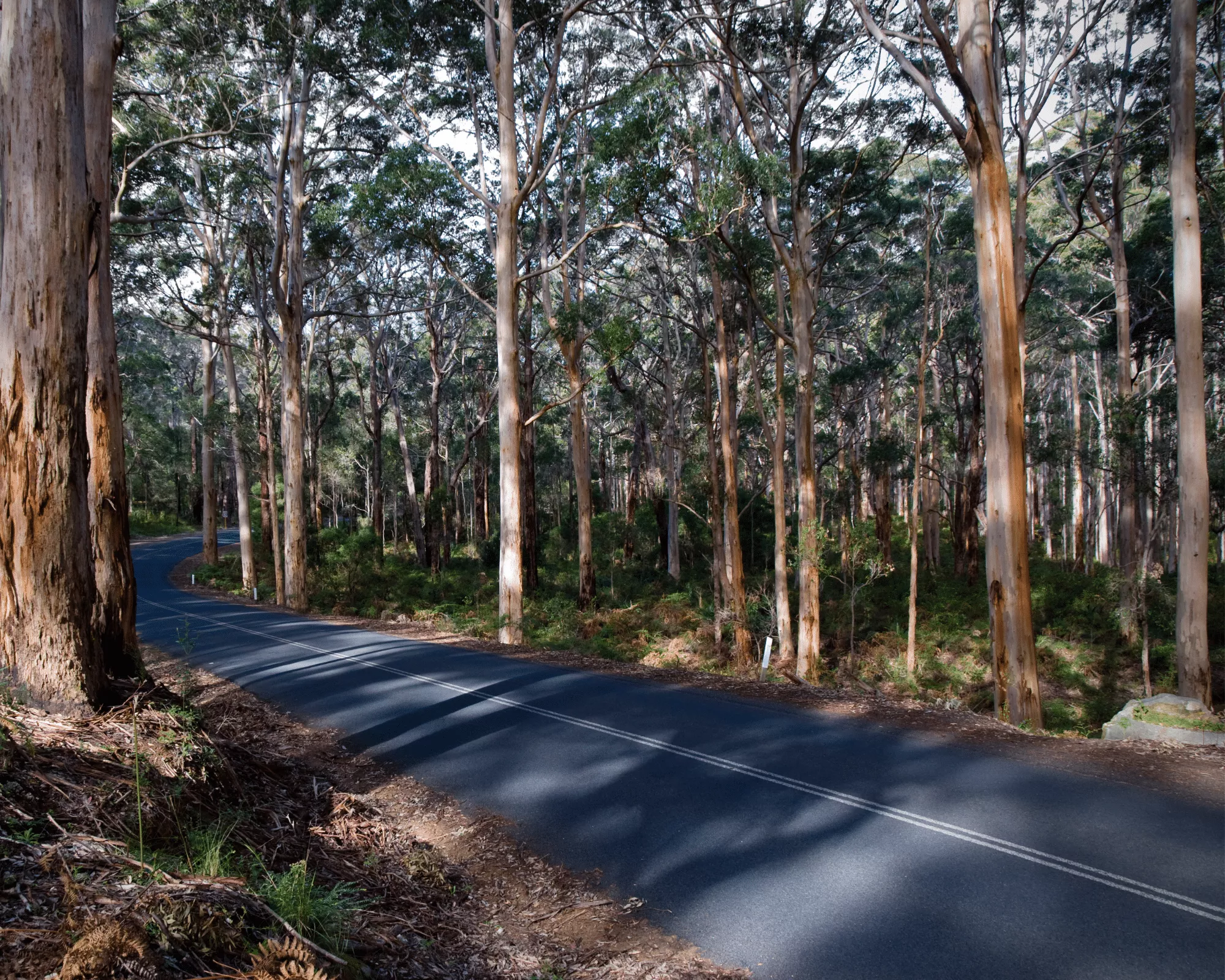 Margaret River Tourist Drive, Boranup ForestMargaret River Tourist Drive, Boranup Forest Margaret River Tourist Drive, Boranup ForestMargaret River Tourist Drive, Boranup Forest