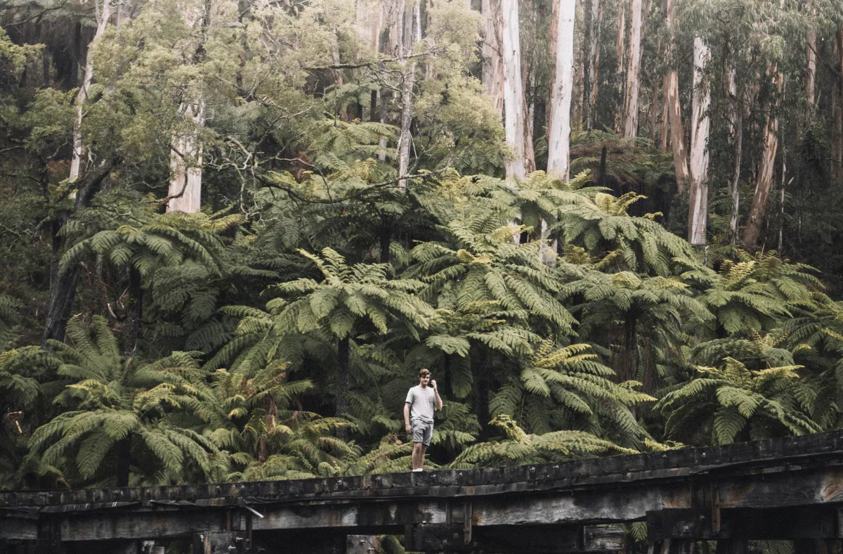 A-Person-Walking-on-a-Footbridge-in-the-Dandenong-Ranges