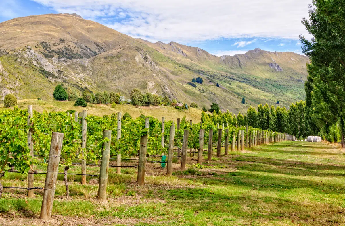 Rippon Vineyard - Wanaka