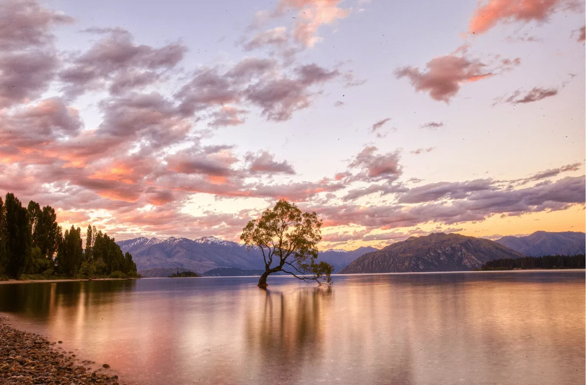 That Wanaka Tree That Wanaka Tree