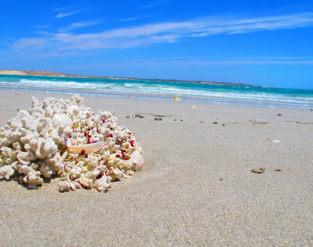 Coral Bay, Western Australia (2)