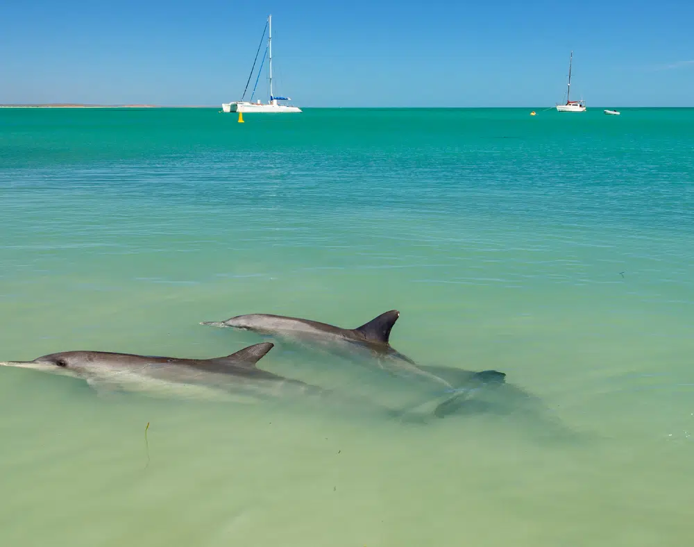 Dolphins and boats - Monkey Mia