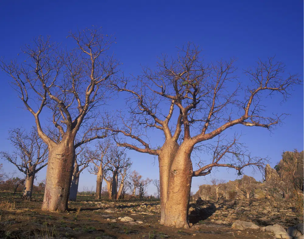 Giant Boab trees near Fitzroy Crossing