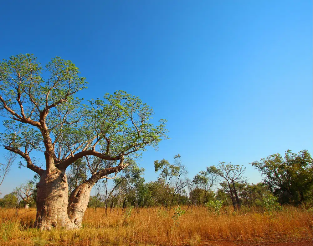 Kimberley, Western Australiav