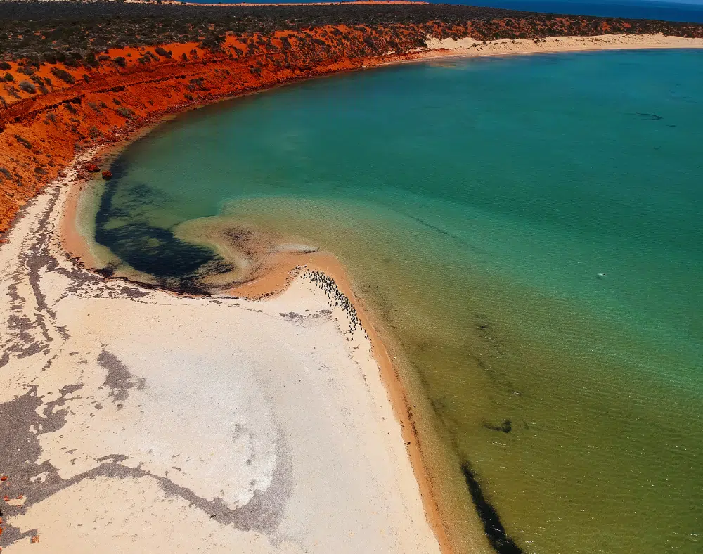 Shark Bay Western Australia