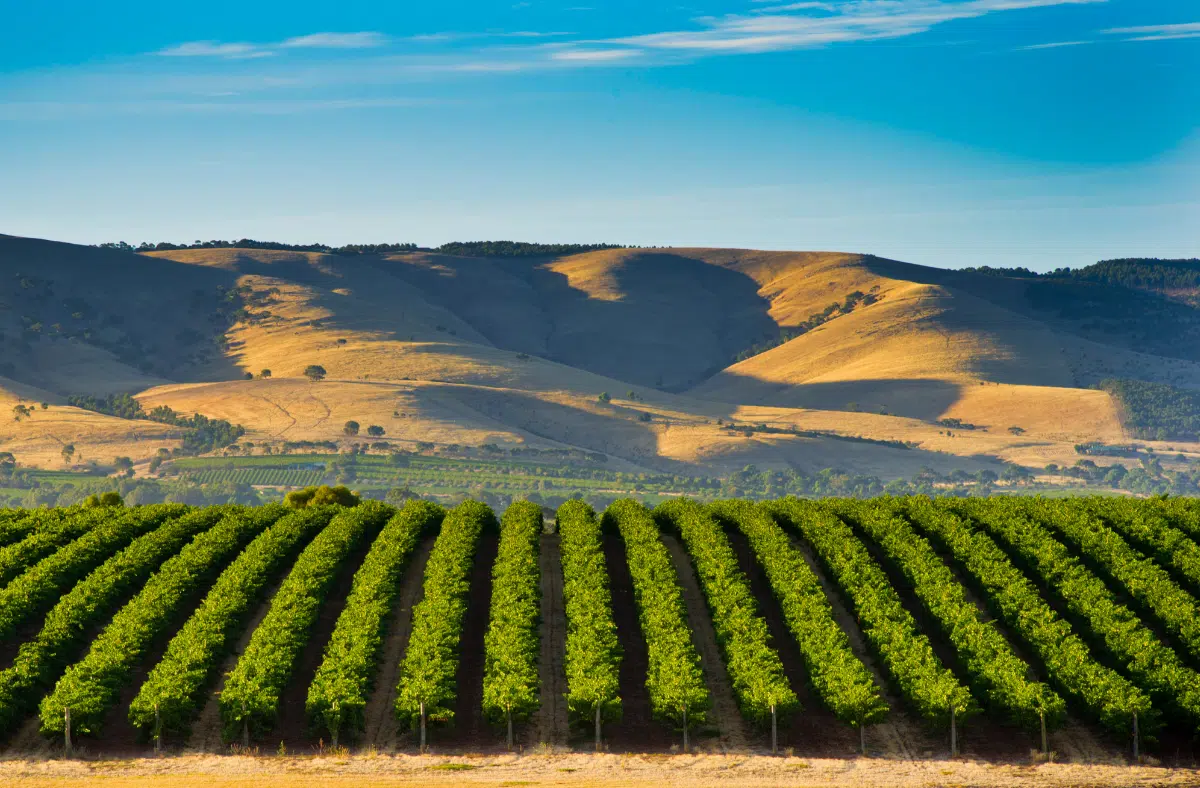 McLaren Vale Wine Region South Australia (2)