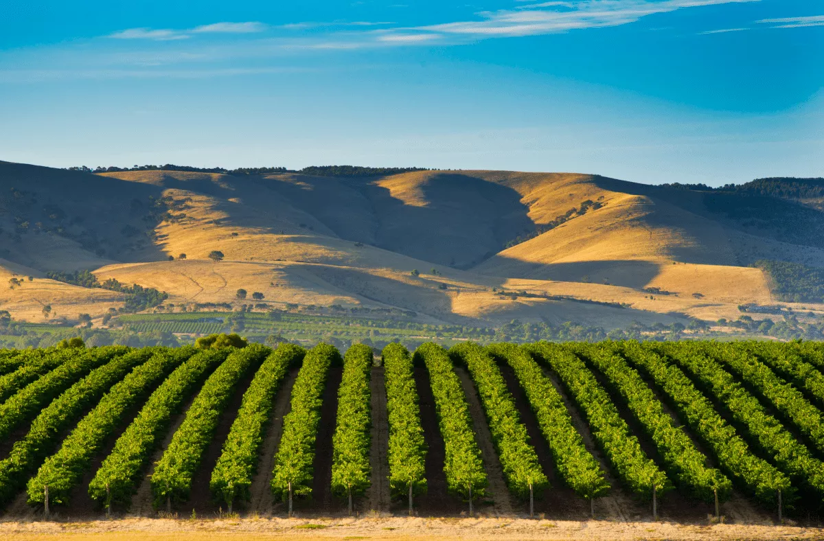McLaren Vale Wine Region South Australia (2)