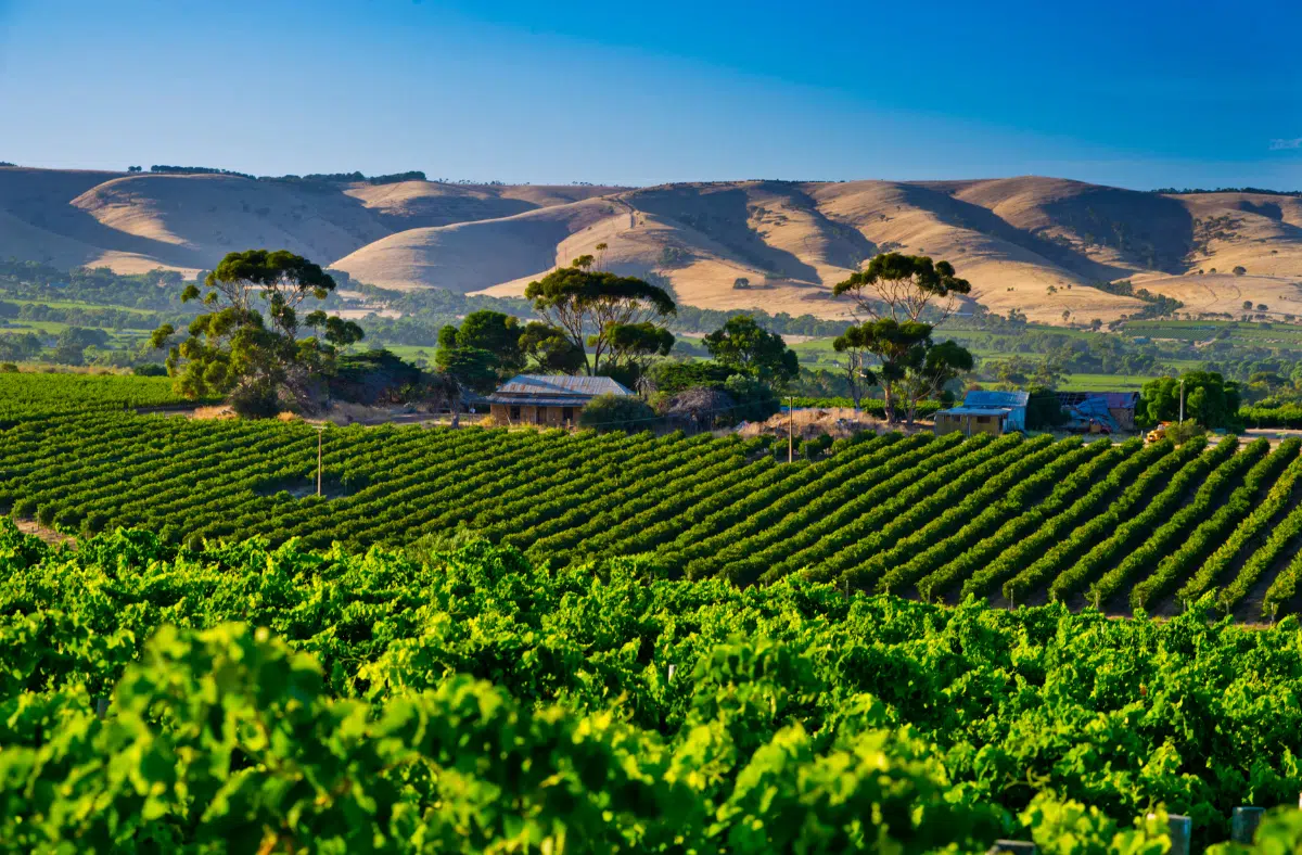 McLaren Vale Wine Region South Australia