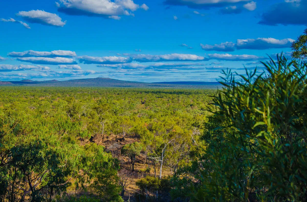 Eucalyptus Forest in Undara Volcanic National Park, Queensland, Australia