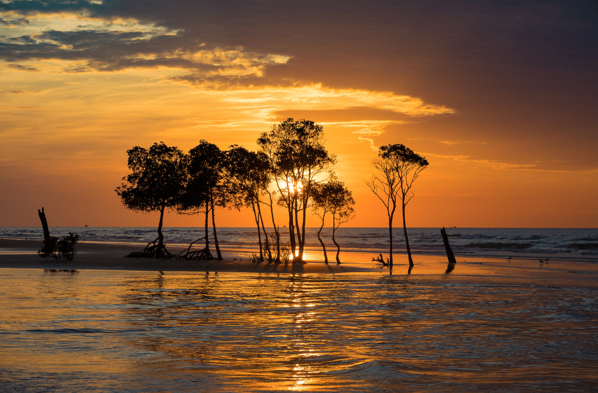 Mangrove at Sunset