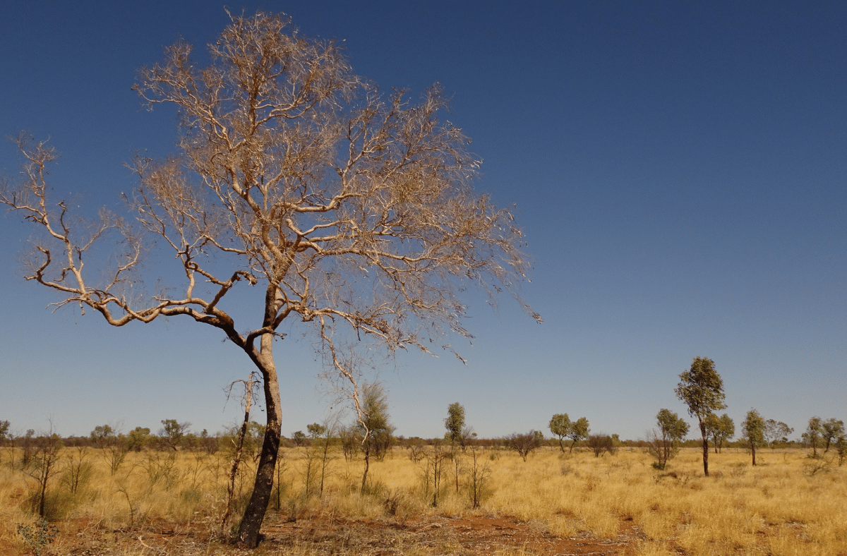 West of Camooweal, Qld 2