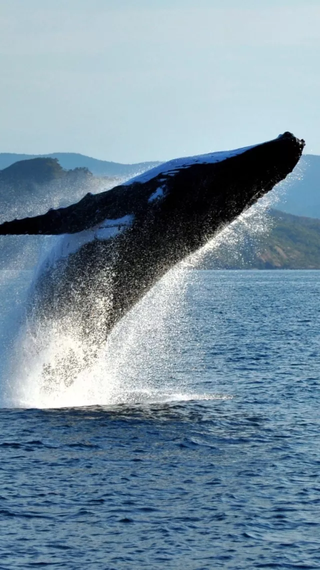 Comment 'WHALES' and we'll send you our hotspots map, which includes the best view points to see the whales!