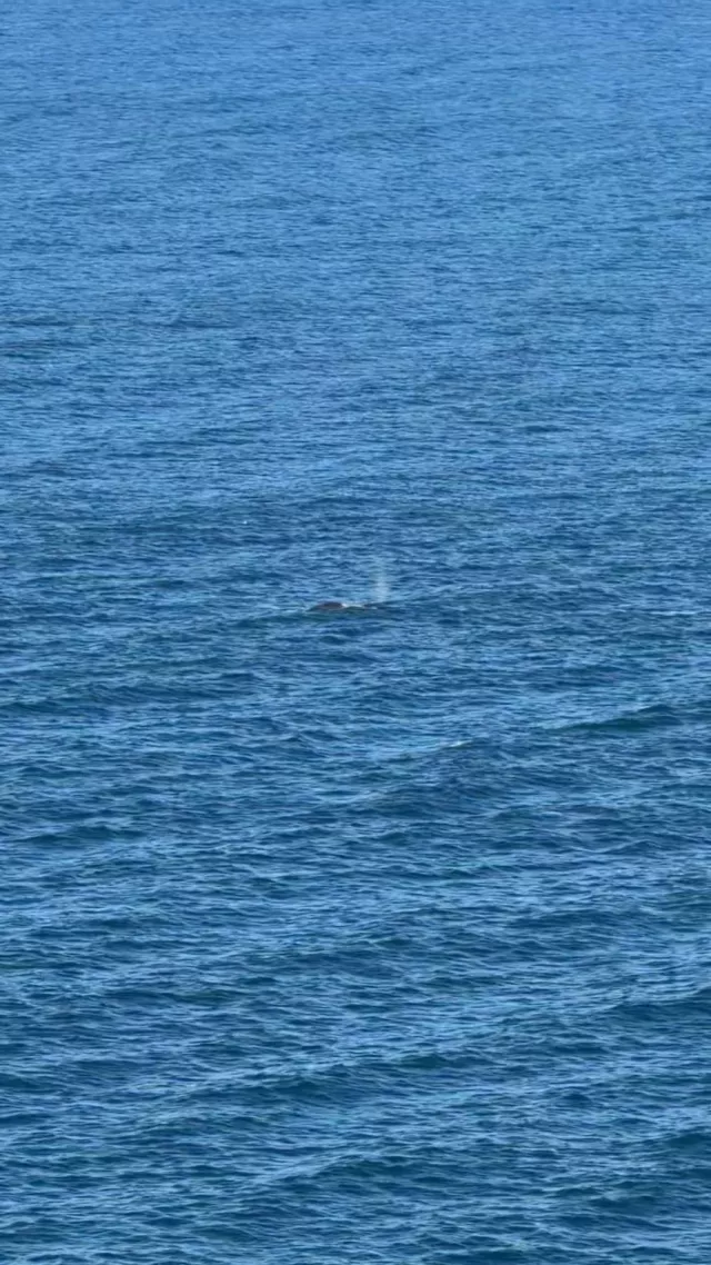Comment 'WHALES' and we'll send you our Hotspots map for FREE!