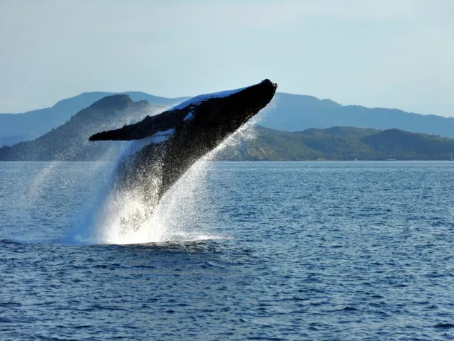 See you next year, whale season!!We got out just in time to say goodbye.Next winter, park the van by the coast and watch them from the headland. Tap the link in bio to plan it!!