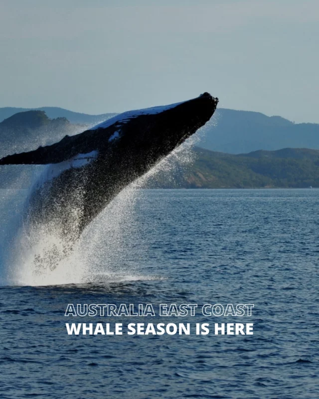 Whale watching on the East Coast? Say less 🐋Check out visitnsw.com for more whale watching info, then drop us a message and we’ll hook you up with the perfect van for the adventure!